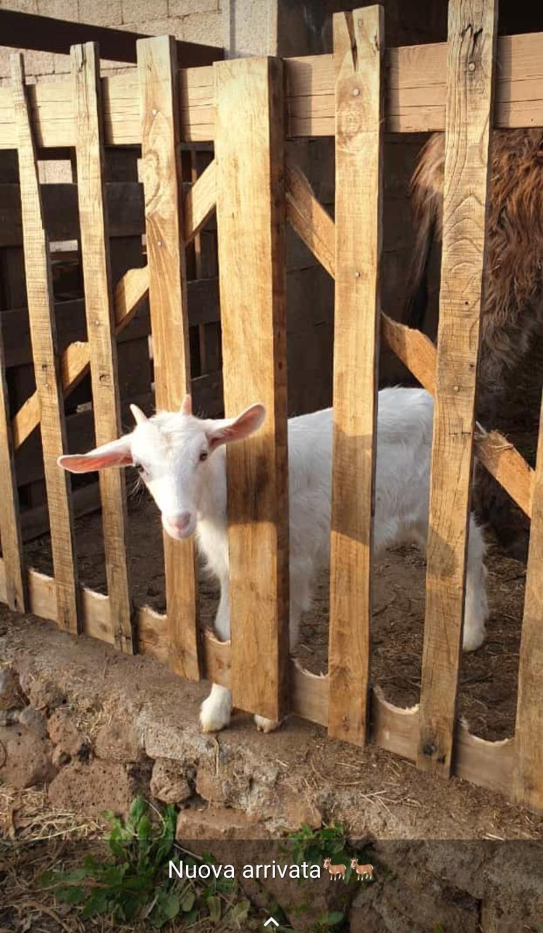 Azienda Agricola Affittacamere S'Ispinalba Di Laura Pitzolu Borore Екстер'єр фото